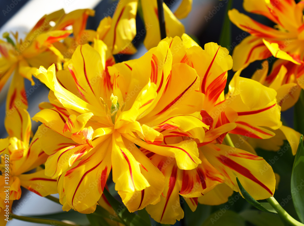 Obraz premium Tulip Monsella
