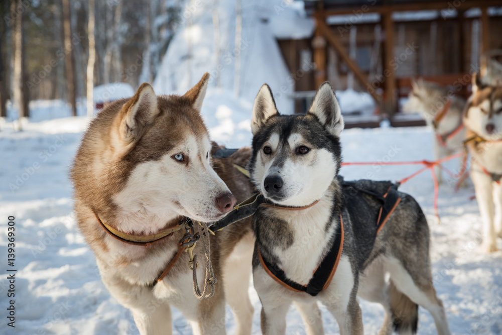 Siberian Huskies dog sled