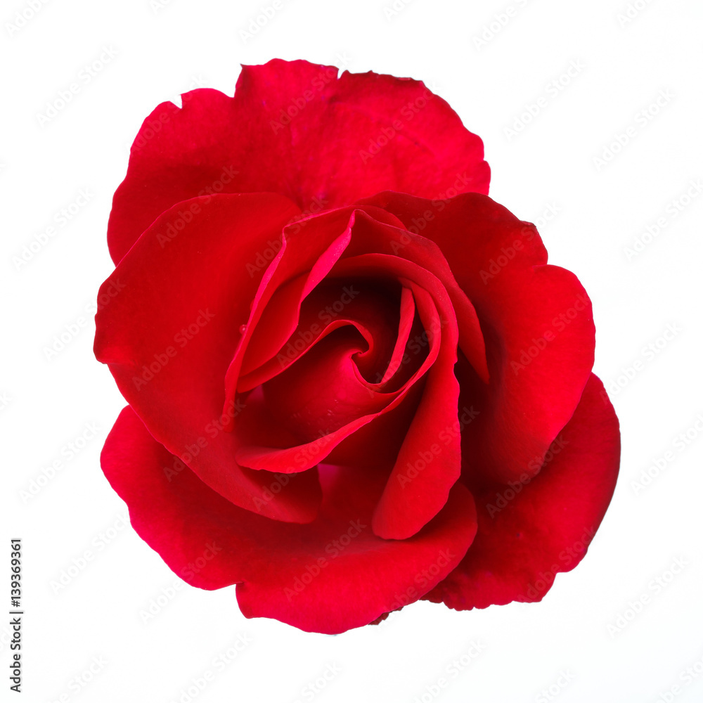 Red rose on the white background Red rose on the white background