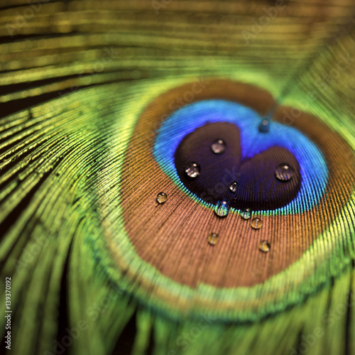 peacock feather 