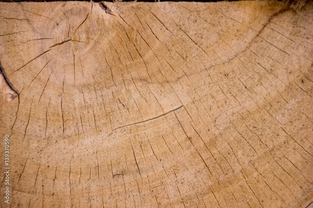 Fototapeta premium cięcia drewna