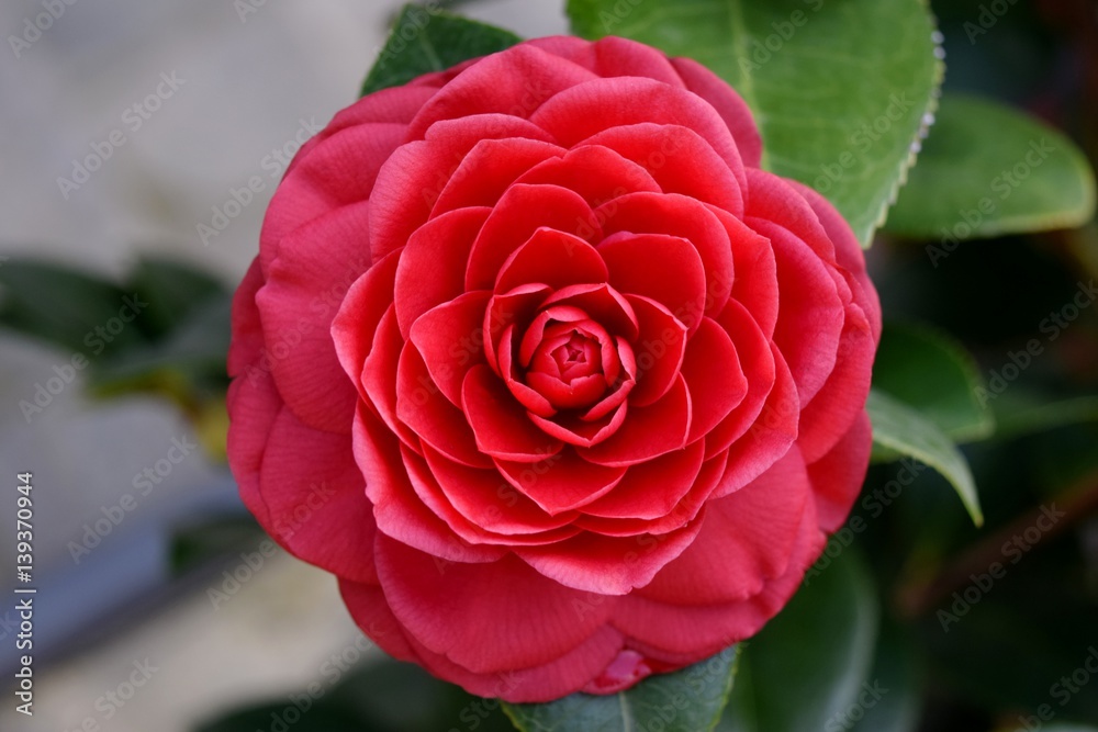 Fiore di camelia rossa Fiore di camelia rossa