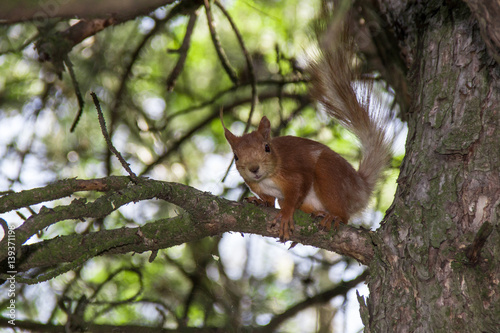 Cute Adorable Squirrel on a Tree Branch Summer. © Александр Кузнецов
