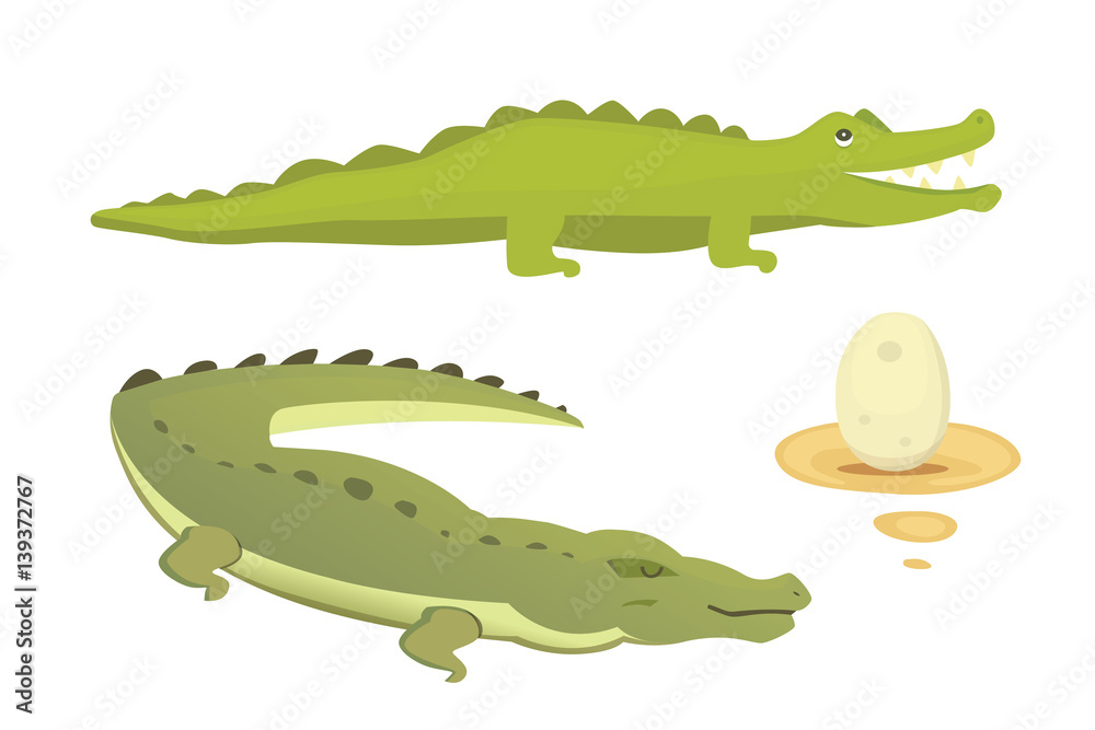 Fototapeta premium Crocodile Cute Character set. Aligator vector cartoon illustration
