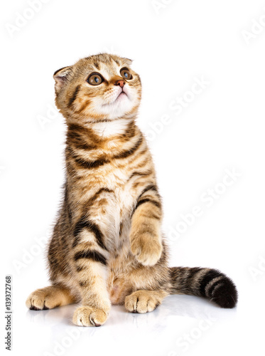 cute Scottish fold cat bicolor stripes siting on white
