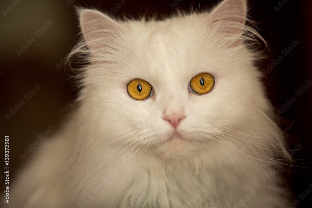 Cat eyes, white kitten Cat eyes, white kitten
