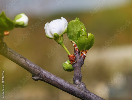 green leaf on a branch preparing to become flowers bloom