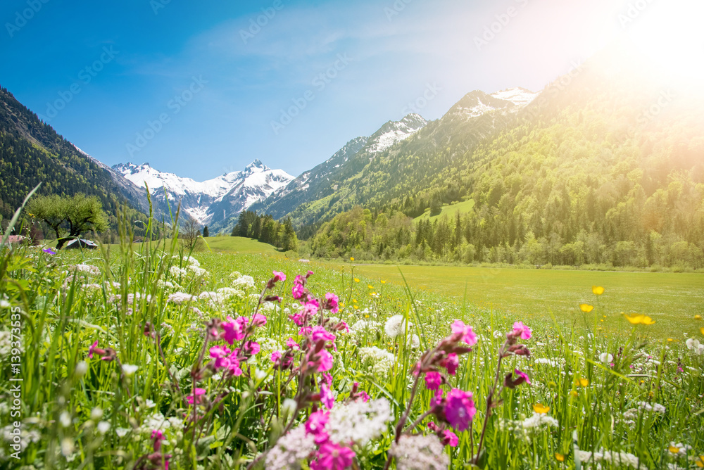 Fototapeta premium Allgäu - łąka z wiosennymi kwiatami i śnieżnymi górami w tle