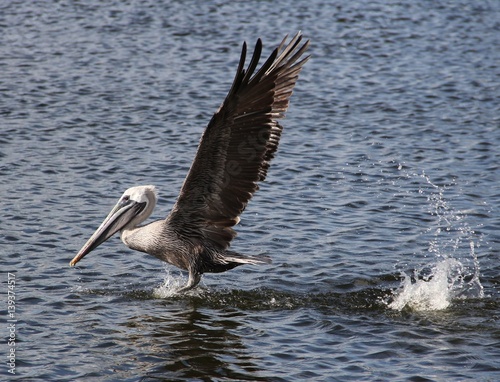 Pelican landing on the water 
