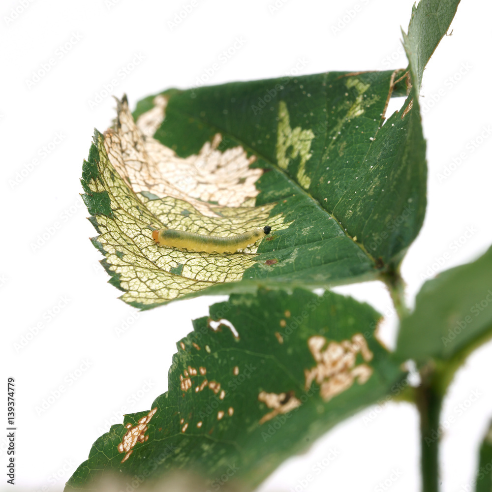 Obraz premium Allantus cinctus - leaf-eating caterpillars