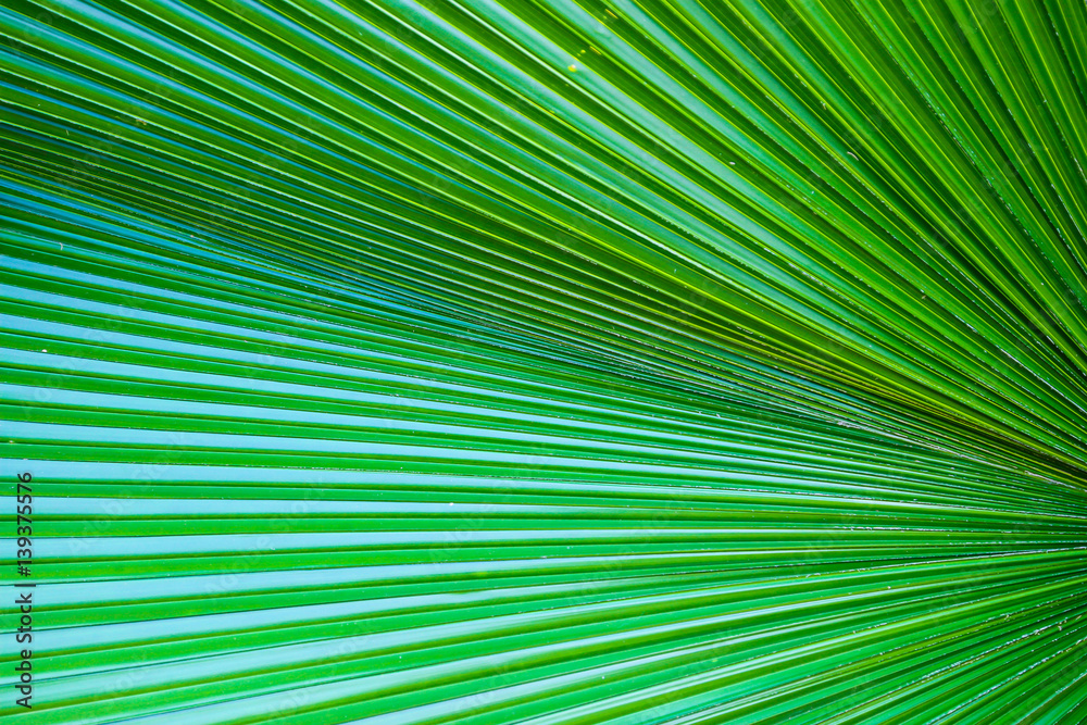 Fototapeta premium Closeup on palm green leaf for background