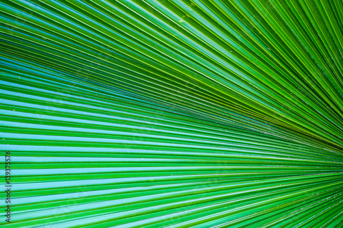 Closeup on palm green leaf for background