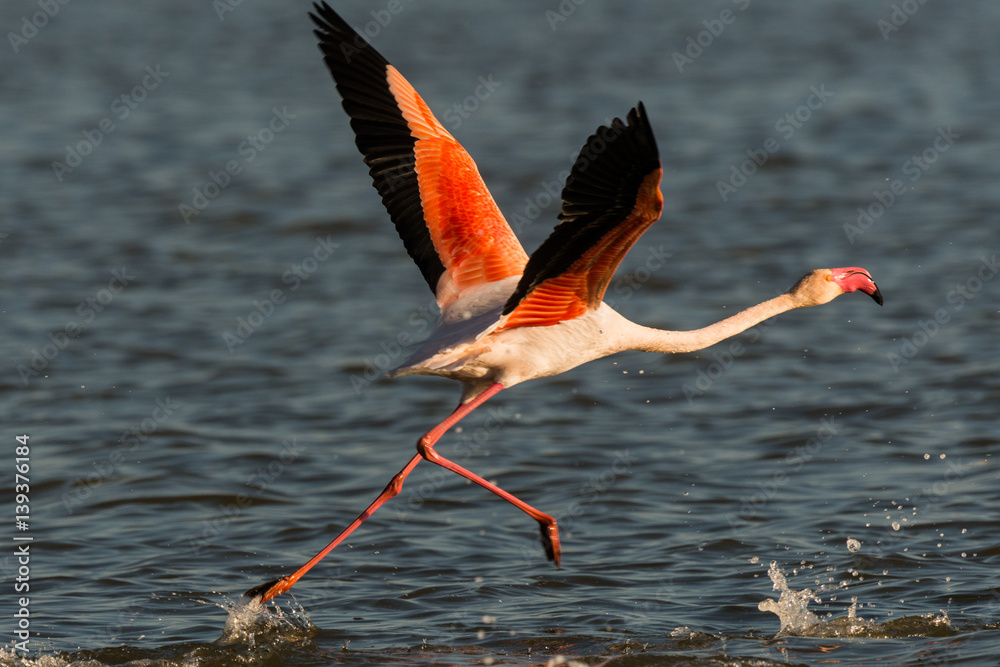 Obraz premium flamingos when starting