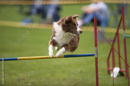 Playful dog jumping