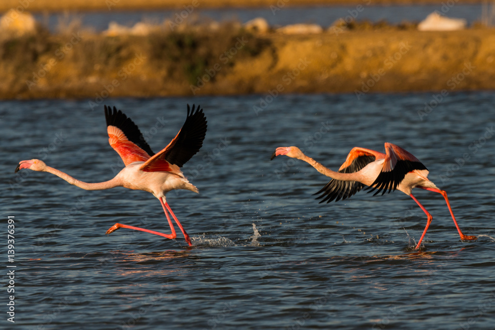 Obraz premium flamingos when starting