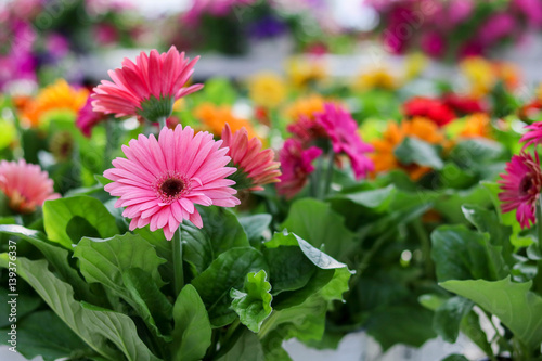 Gerbera Daisy