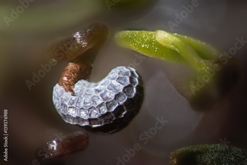 Microscopic green shoots under ribbed opium poppy seed shell. Papaver somniferum by microscope. Narcotic, drug opiates and food plant