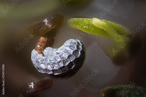 Canvas Print Microscopic green shoots under ribbed opium poppy seed shell