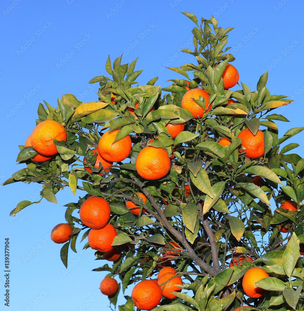 Orange tree with fruits on blue sky background