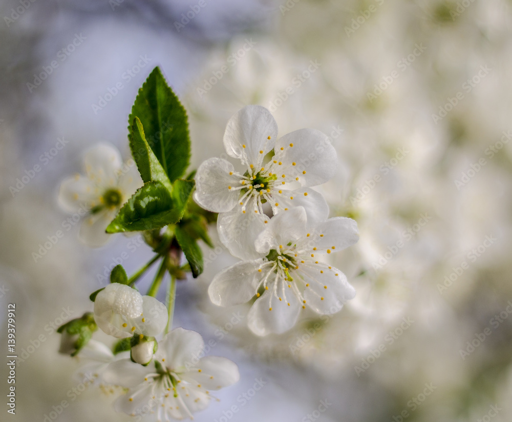 flowers, cherry blossom, spring, cherry blossoms, white flowers, flowering tree, cherry, white, flower, tree