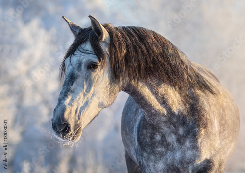 Winter portrait of Andalusian gray horse with long mane at sunset light photo