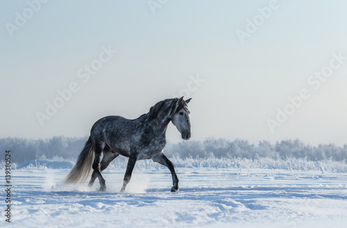 Thoroughbred Spanish gray horse walks on freedom