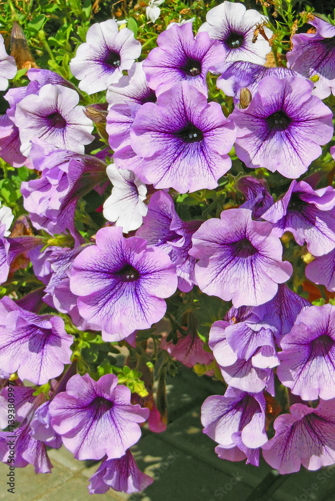 Light purple petunia flowers are blooming