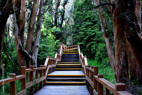Bosque de los Arrayanes, Bariloche photo