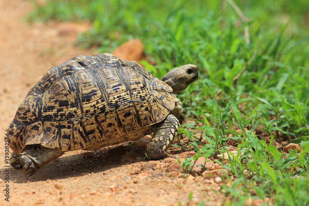 African leopard tortoise (Stigmochelys pardalis) in Zambia African leopard tortoise (Stigmochelys pardalis) in Zambia