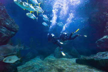 Foto auf Acrylglas Tauchen Taucher erkunden Fische unter Wasser im Meer, schöner Tauchhintergrund  © Song_about_summer