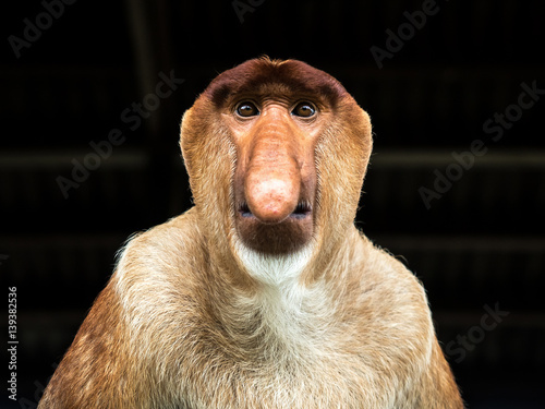 Φωτογραφία Proboscis Monkey