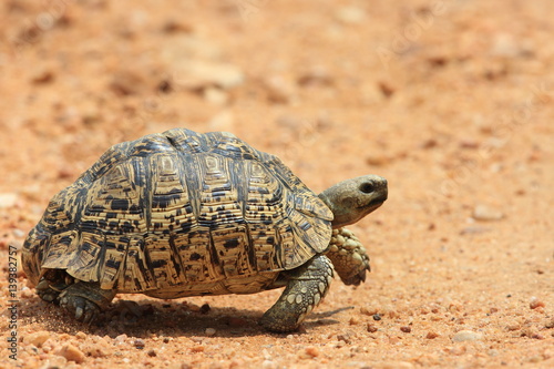 African leopard tortoise (Stigmochelys pardalis) in Zambia © feathercollector