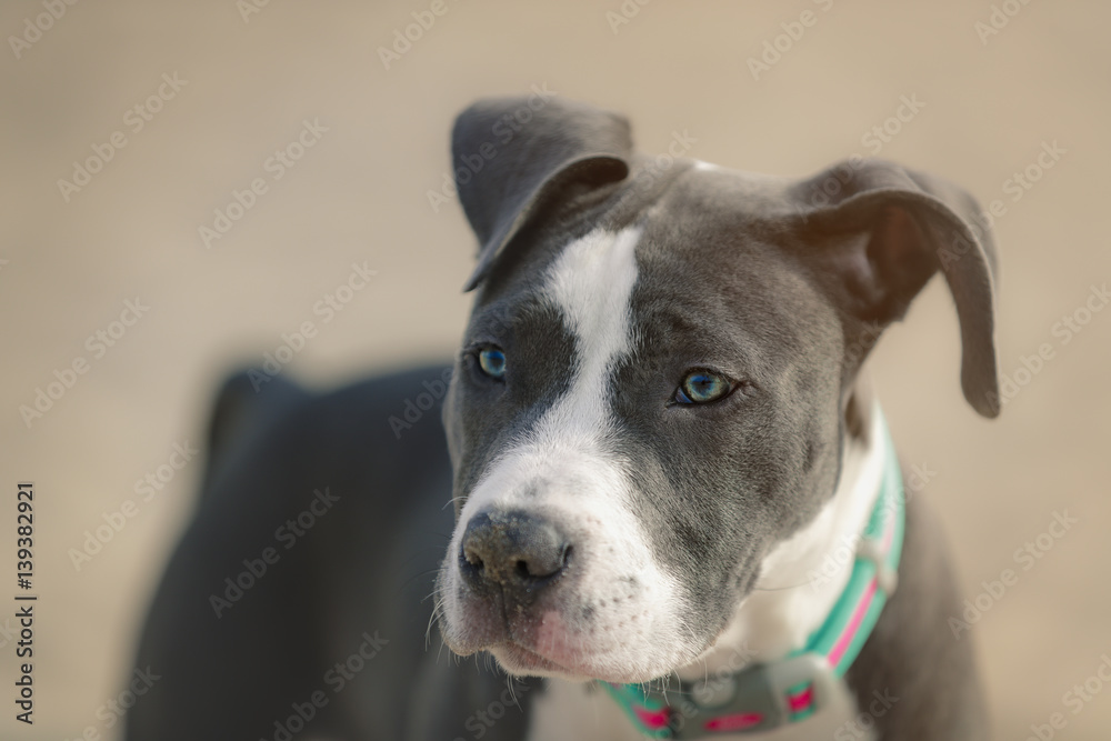 American Pitbull