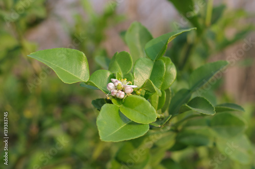 kaffir lime leaf in summer season
