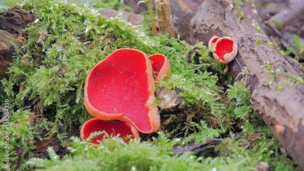 Sarcoscypha coccinea, commonly known as the scarlet elf cup, scarlet elf cap, or the scarlet cup in a wood Sarcoscypha coccinea, commonly known as the scarlet elf cup, scarlet elf cap, or the scarlet cup in a wood