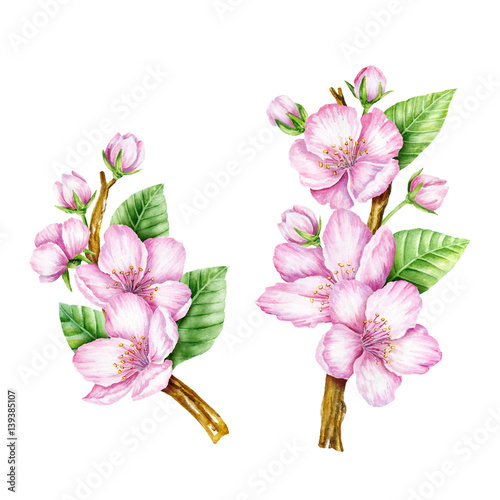 Spring Blossom. Cherry pink flowers. Blooming branch of fruit tree. Watercolor illustration