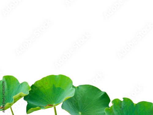 Lotus leaves isolated on white background. Lotus leaves in a pond.
