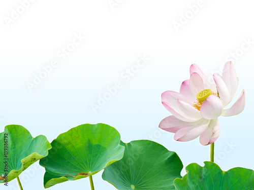 Pink lotus flower and leaves isolated on blue gradient background