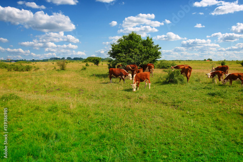 Cows on a green summer meadow © Željko Radojko