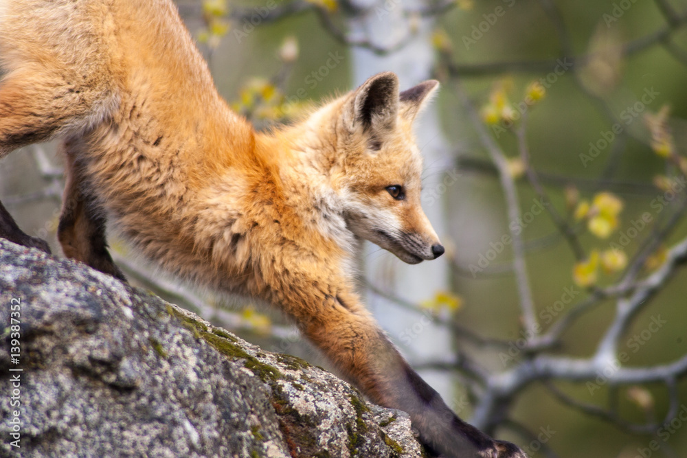 Fototapeta premium Red fox stretching on boulder in aspen