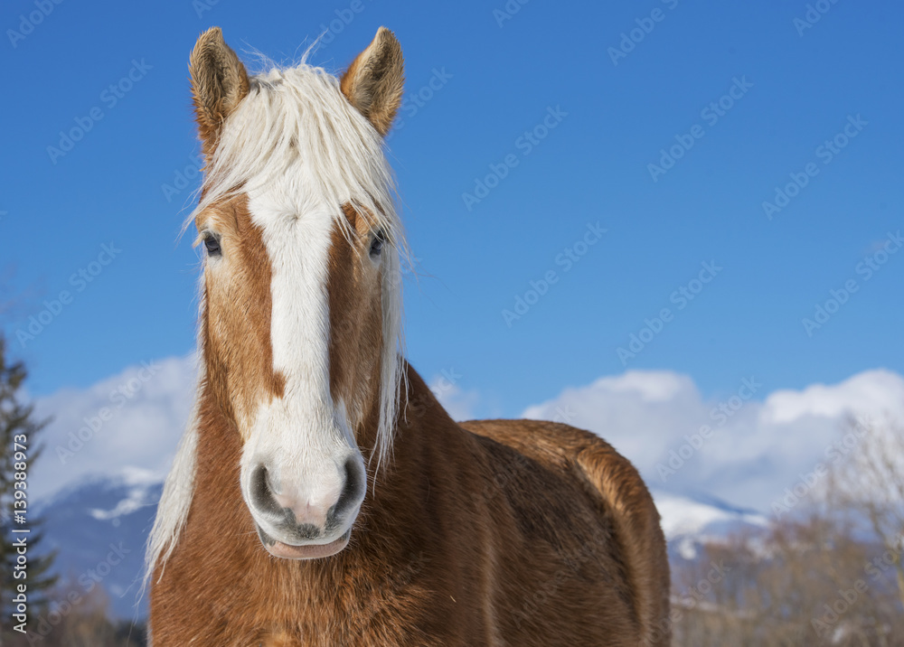 Fototapeta premium Portrait of a beautiful horse