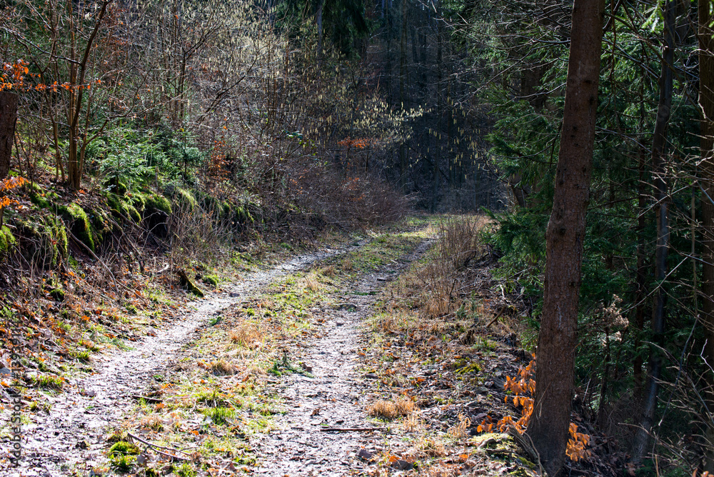 Hiking trail in the forest I Hiking trail in the forest I
