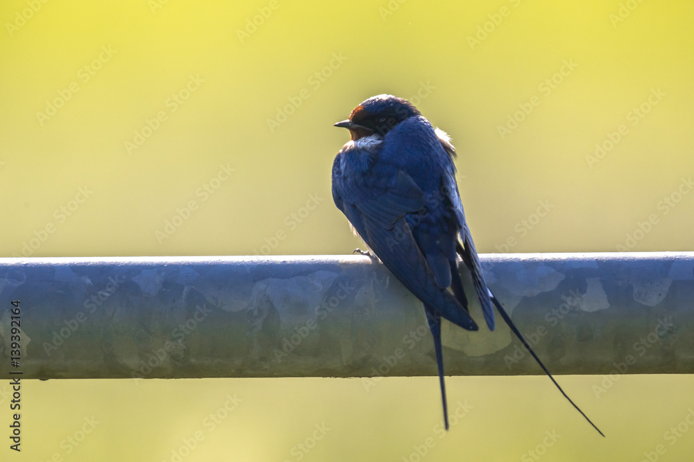 Αυτοκόλλητο Barn swallow perched on metal pipe