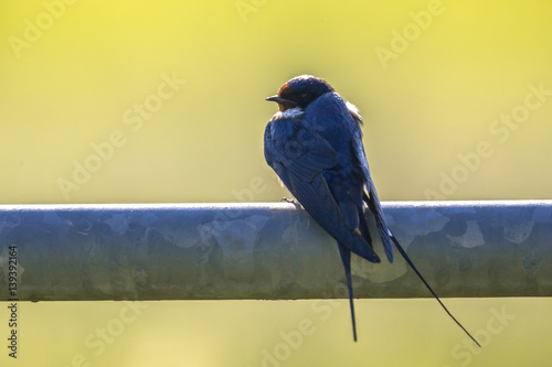 Fotografía Barn swallow perched on metal pipe