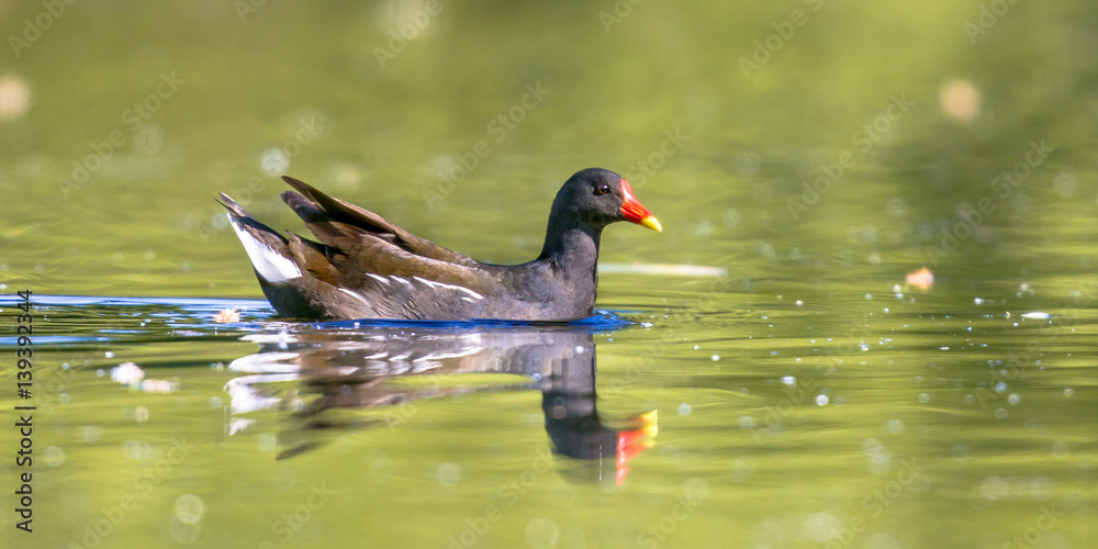 Common moorhen bird swimming in water