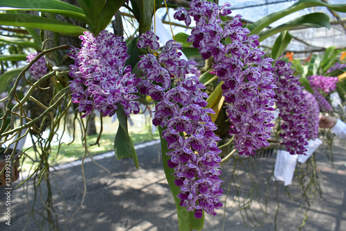 Fototapeta Naklejka Na Ścianę i Meble -  The rare species Asian orchid