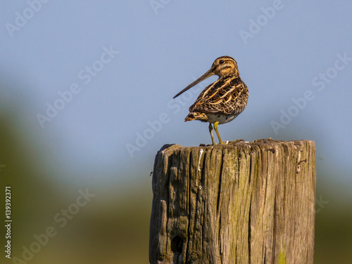 Common snipe on a pole