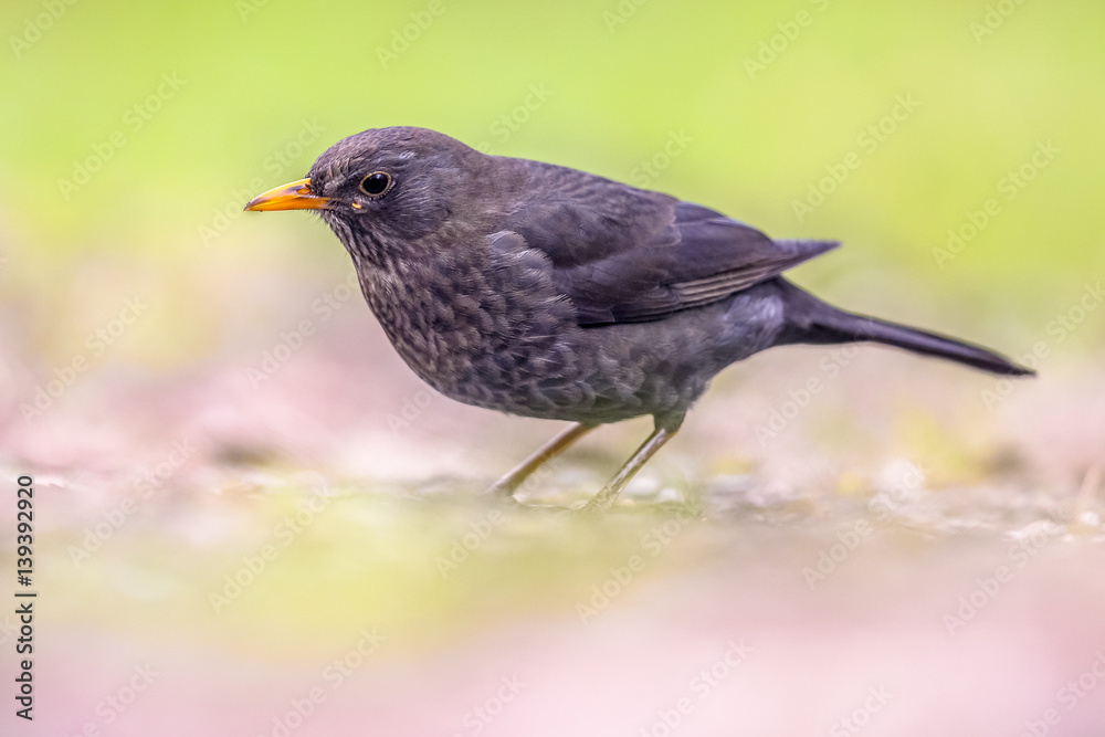 Fototapeta premium Male Blackbird on bright background