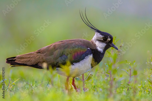 Male Northern lapwing in marshland habitat with vivid green background
