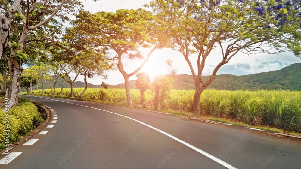 Riding along a road with flowering trees. Trees in bloom and sugar cane plantations on a quite road among green hills landscape, Mauritius Riding along a road with flowering trees. Trees in bloom and sugar cane plantations on a quite road among green hills landscape, Mauritius